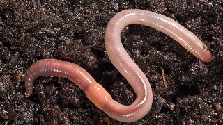 Tuproqning ifloslanishiga qarshi kurashda chuvalchanglar qoʻl keladi