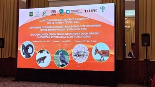 Issues of illegal wildlife trade in Central Asia discussed in Tashkent
