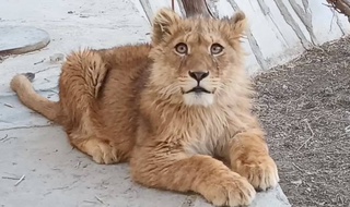 Незаконно содержавшегося в Бухаре львенка передали в зоопарк