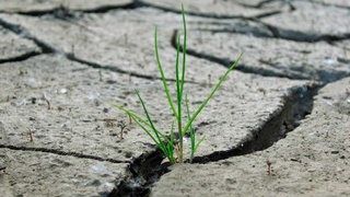 В Чехии - сильнейшая за 500 лет засуха