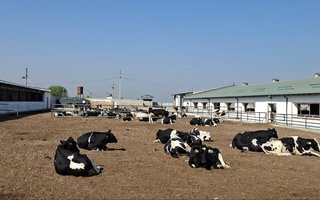 Хитойдан 121 бош наслли қорамол олиб келинди