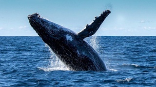 АҚШ-тық 56 жасар дайвер Майкл Паккард  киттің асқазанынан тірі шықты.