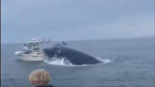 AQShda kit suvdan chiqib, qayiqqa urildi, oqibatda bir kishi suvga tushib ketdi