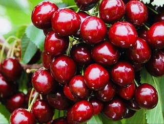 Ўзбекистон 15 та давлатга гилос экспорт қилган