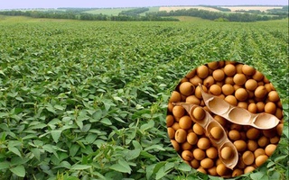 Узбекистан расширяет площади под масличными культурами