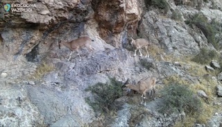 "Сурхон" давлат қўриқхонасида ўрнатилган фотоқопқонга морхўр, жайра, Туркистон тулкиси ва бўрсиқ тушиб қолди