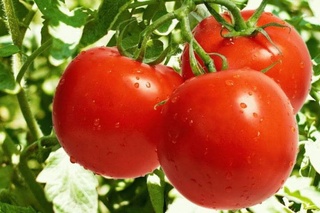 The Agency for Quarantine and Plant Protection has denied information about a dangerous virus in Uzbek tomatoes