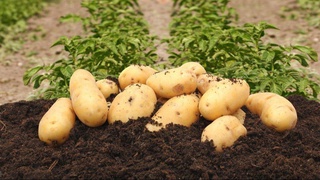 Ең көп пайдаланылатуғын өним