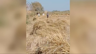 Хоразмда ўқувчиларни шоли ўримига жалб қилган фермер жаримага тортилди