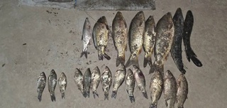 As a result of illegal fishing on the Syrdarya River, more than 368 million soums of damage has been caused to nature