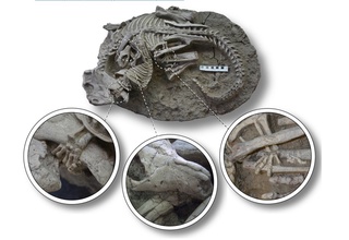 Хитойда 125 миллион йиллик сутэмизувчи ҳайвон ҳамда динозавр қолдиқлари топилди