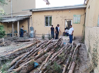 Самарқандда 31 туп қимматбаҳо дарахт кесиб ташланди