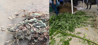 Молхонага яширилган “Кўкнори“ ва иссиқхонада ўстирилаётган “наша“ фош этилди