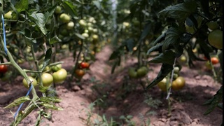 Mehnatidan rohat topayotgan ayollar