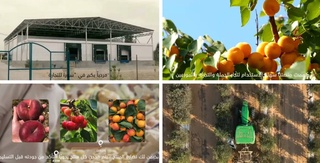 В ОАЭ создана электронная торговая платформа для увеличения импорта узбекской сельхозпродукции