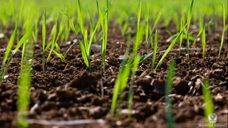 Жиззах вилоятида ғалла майдонларидаги ҳақиқий аҳвол ўрганилди