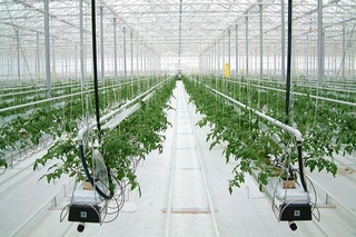 Гидропоника усулида озуқа етиштириш ускуналарини харид қилиш учун субсидия ажратиш тартиби белгиланди