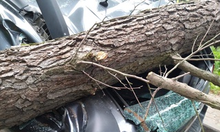 Тошкентда Nexia-3 русумли автомашина устига дарахт қулаб тушди