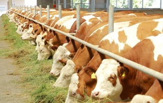 В Узбекистане животноводческим хозяйствам будут предоставляться субсидии