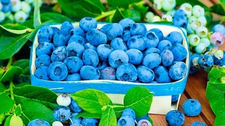 Голубика – есть ли промышленные плантации ягоды в Узбекистане?