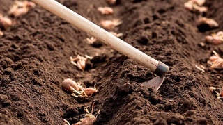 Самарқандда картошка экиб зарар кўрган фермерларга 1,5 миллиард сўмдан кўпроқ маблағ ундириб берилди