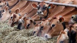 Животноводство: приоритетные задачи и перспективные проекты