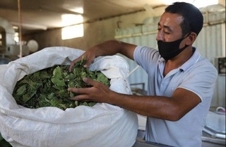 Yangiyoʻlda mevali daraxt barglari Germaniyaga eksport qilinmoqda