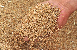 Bu yil Oʻzbekistonda gʻalladan qancha hosil olindi?