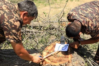 В Самаркандской области вырубили полувековые деревья: ущерб природе превысил 700 млн сумов