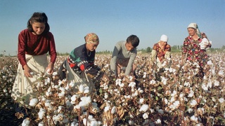 2020 йилги пахта теримига “темир дафтар”даги оилалар, ишсизлар ва аёллар жалб қилинади