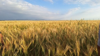 ФАО отметил высокий рост цен на продовольствие в октябре: это самый высокий показатель за 18 месяцев