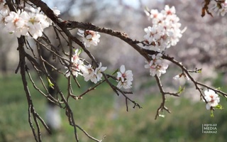 В 2022 году в Узбекистане планируют заложить 2,7 тысяч га миндальных садов