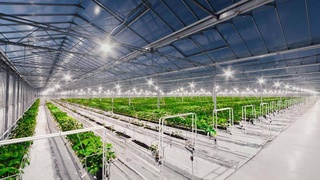 Южнокорейская компания планирует построить современные теплицы в Сырдарьинской области