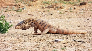 В Ферганской области выпустили на волю краснокнижного среднеазиатского серого варана
