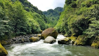 Колхидские леса в Грузии и еще шесть объектов пополнили Список всемирного наследия ЮНЕСКО