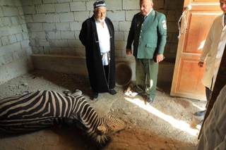 Фарғона шаҳридаги ҳайвонот боғида зeбра нобуд бўлди