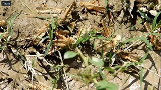 Таджикистан атаковала саранча