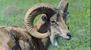 Тоғ эчкисини сўйиб, ейишга улгурмаган сувтушарликлар