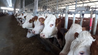 Наслчилик субъектлари учун солиқ имтиёзи узайтирилди