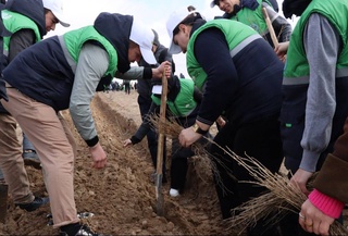 Дар парвардахонаи "Ҷайрон" қариб 5 ҳазор бех ниҳоли саксавул шинонда шуд