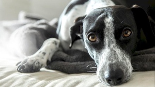 Маймун чечаги инфекциясини юқтирган ит аниқланди