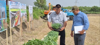 Қуяштан қуўат алып, жерден берекет тапқанлар