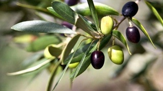Uzbekistan receives observer status at the International Olive Council