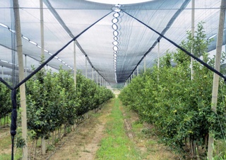 Боёвут туманида 166 миллионта мева кўчатлари экилади