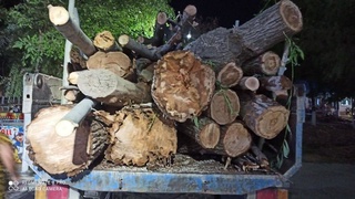 Яна дарахт кесилиб, табиатга зиён етказилди