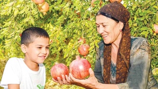 Рубиновые плоды солнечного края