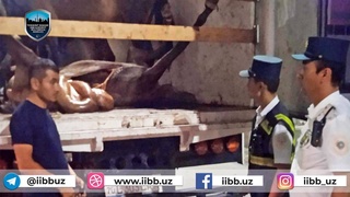В Ташкенте пресекли ввоз непригодного к употреблению мяса