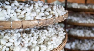 Шелководческие кластеры в Узбекистане получат налоговые льготы до 2029 года