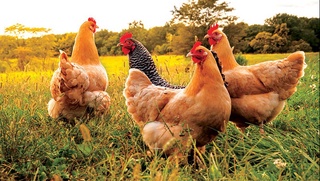 2026-жылы жергиликли жаңа қус түри пайда болады