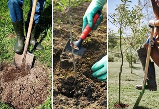 Ko'chatlarni parvarishlash uchun haq to'lanadigan ishlarga kam ta'minlangan aholi jalb qilinadi